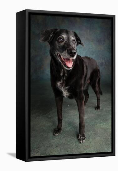 Portrait of a Labrador Golden Mixed Dog-null-Framed Premier Image Canvas