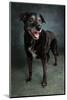 Portrait of a Labrador Golden Mixed Dog-null-Mounted Photographic Print