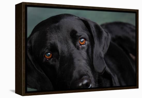 Portrait of a Labrador Great Dane Mixed Dog-null-Framed Premier Image Canvas