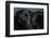 Portrait of a Labrador Great Dane Mixed Dog-null-Framed Photographic Print