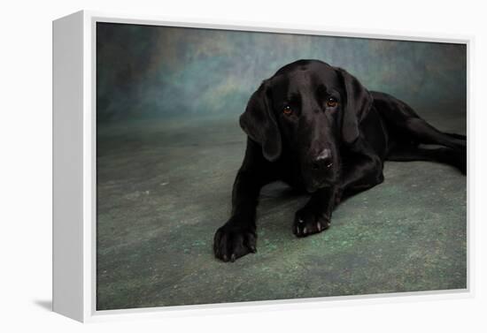 Portrait of a Labrador Great Dane Mixed Dog-null-Framed Premier Image Canvas