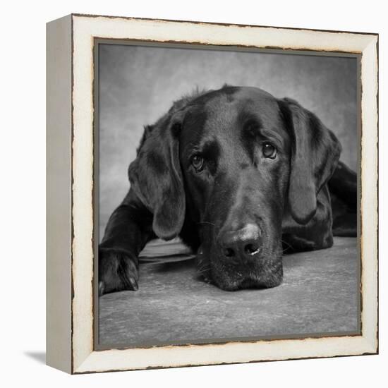 Portrait of a Labrador Great Dane Mixed Dog-null-Framed Premier Image Canvas