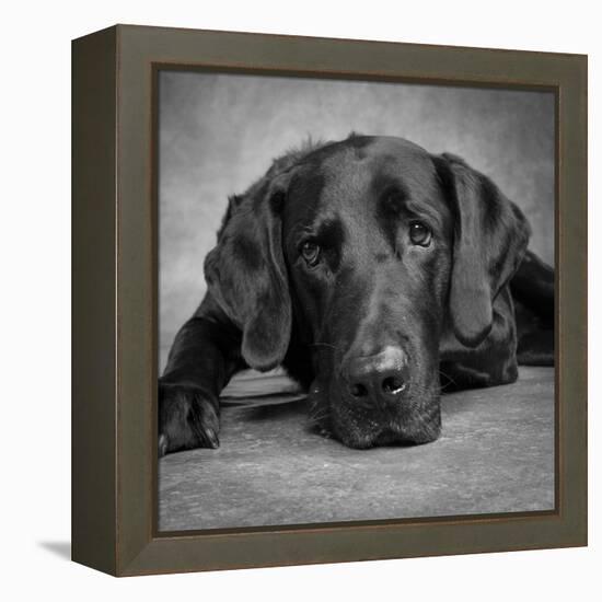 Portrait of a Labrador Great Dane Mixed Dog-null-Framed Premier Image Canvas