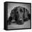 Portrait of a Labrador Great Dane Mixed Dog-null-Framed Premier Image Canvas