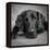 Portrait of a Labrador Great Dane Mixed Dog-null-Framed Premier Image Canvas