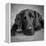 Portrait of a Labrador Great Dane Mixed Dog-null-Framed Premier Image Canvas