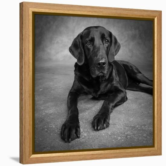 Portrait of a Labrador Great Dane Mixed Dog-null-Framed Premier Image Canvas