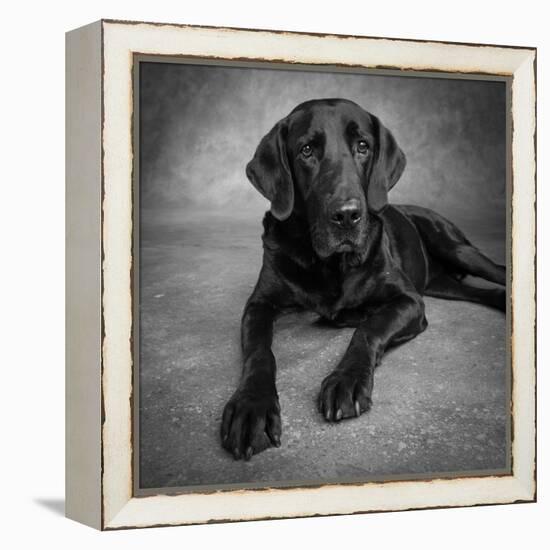 Portrait of a Labrador Great Dane Mixed Dog-null-Framed Premier Image Canvas