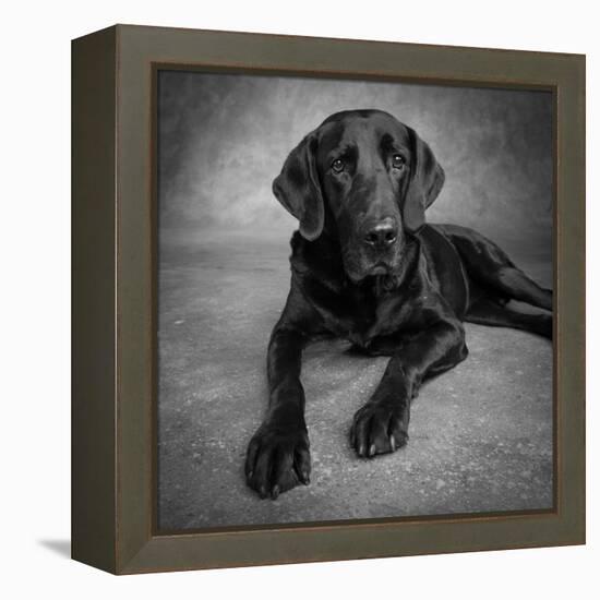 Portrait of a Labrador Great Dane Mixed Dog-null-Framed Premier Image Canvas