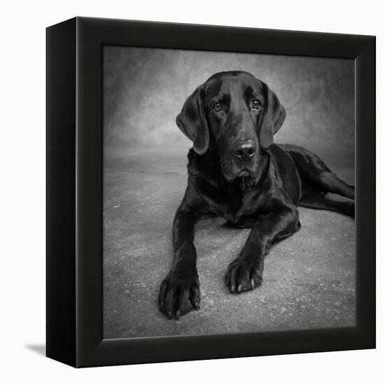 Portrait of a Labrador Great Dane Mixed Dog-null-Framed Premier Image Canvas