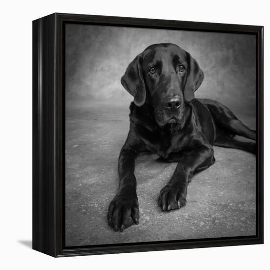 Portrait of a Labrador Great Dane Mixed Dog-null-Framed Premier Image Canvas