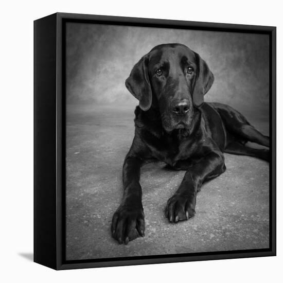 Portrait of a Labrador Great Dane Mixed Dog-null-Framed Premier Image Canvas