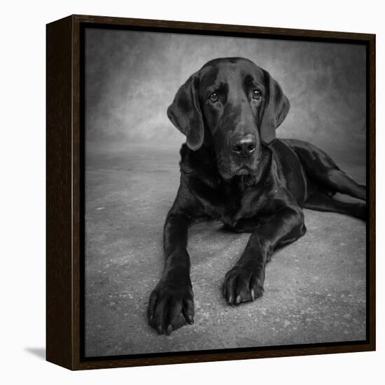 Portrait of a Labrador Great Dane Mixed Dog-null-Framed Premier Image Canvas