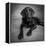 Portrait of a Labrador Great Dane Mixed Dog-null-Framed Premier Image Canvas