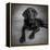 Portrait of a Labrador Great Dane Mixed Dog-null-Framed Premier Image Canvas