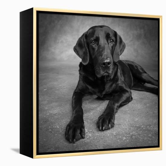 Portrait of a Labrador Great Dane Mixed Dog-null-Framed Premier Image Canvas