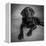 Portrait of a Labrador Great Dane Mixed Dog-null-Framed Premier Image Canvas