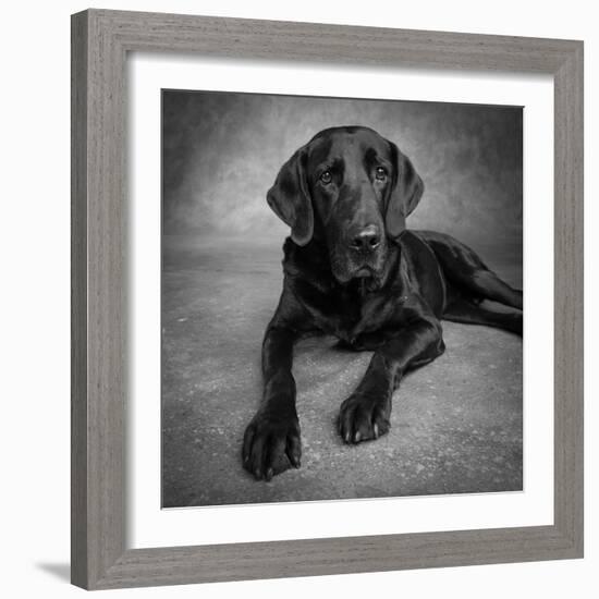 Portrait of a Labrador Great Dane Mixed Dog-null-Framed Photographic Print