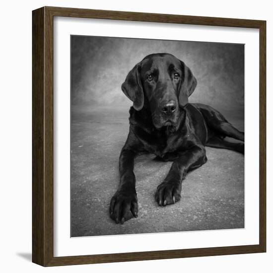 Portrait of a Labrador Great Dane Mixed Dog-null-Framed Photographic Print