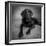 Portrait of a Labrador Great Dane Mixed Dog-null-Framed Photographic Print