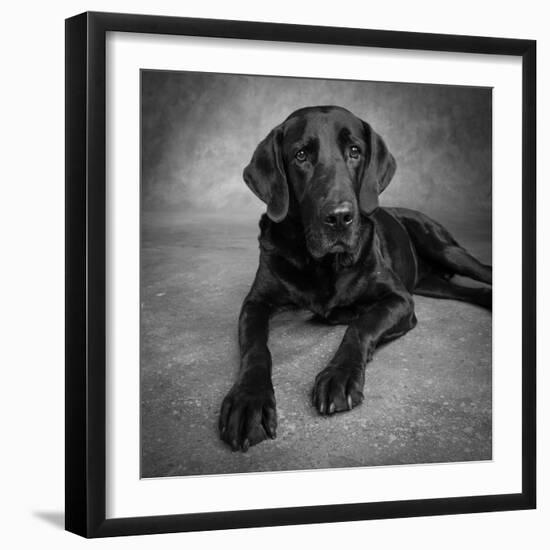 Portrait of a Labrador Great Dane Mixed Dog-null-Framed Photographic Print