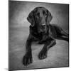 Portrait of a Labrador Great Dane Mixed Dog-null-Mounted Photographic Print