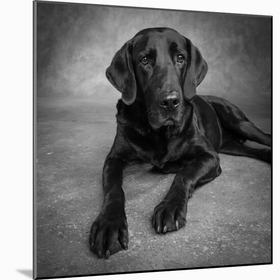 Portrait of a Labrador Great Dane Mixed Dog-null-Mounted Photographic Print