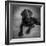 Portrait of a Labrador Great Dane Mixed Dog-null-Framed Photographic Print