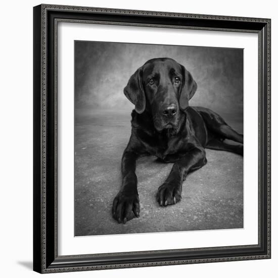 Portrait of a Labrador Great Dane Mixed Dog-null-Framed Photographic Print