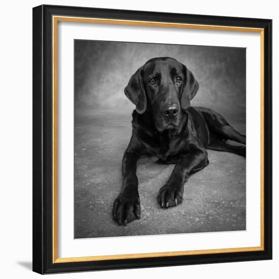 Portrait of a Labrador Great Dane Mixed Dog-null-Framed Photographic Print