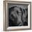 Portrait of a Labrador Great Dane Mixed Dog-Panoramic Images-Framed Photographic Print