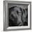 Portrait of a Labrador Great Dane Mixed Dog-Panoramic Images-Framed Photographic Print