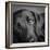 Portrait of a Labrador Great Dane Mixed Dog-Panoramic Images-Framed Photographic Print