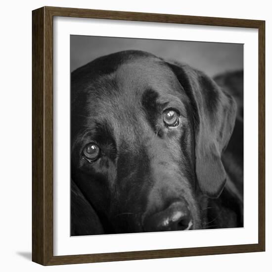 Portrait of a Labrador Great Dane Mixed Dog-Panoramic Images-Framed Photographic Print