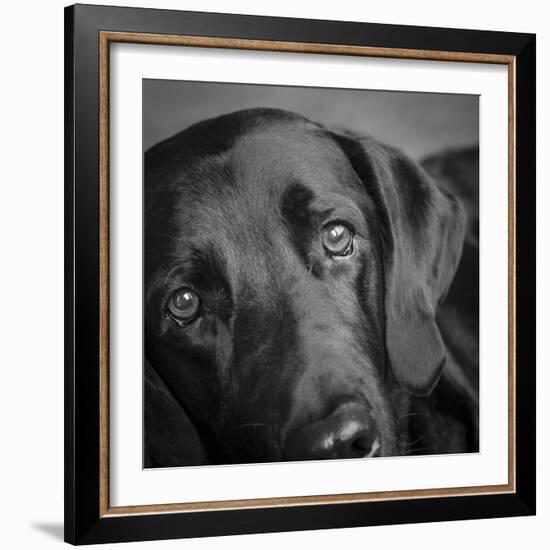 Portrait of a Labrador Great Dane Mixed Dog-Panoramic Images-Framed Photographic Print