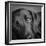 Portrait of a Labrador Great Dane Mixed Dog-Panoramic Images-Framed Photographic Print