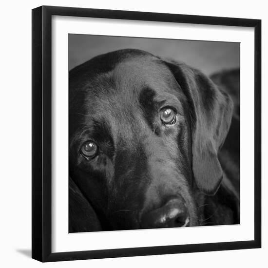 Portrait of a Labrador Great Dane Mixed Dog-Panoramic Images-Framed Photographic Print