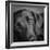Portrait of a Labrador Great Dane Mixed Dog-Panoramic Images-Framed Photographic Print