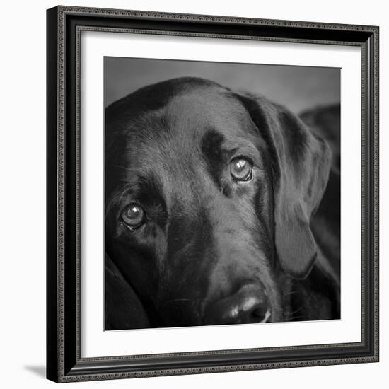 Portrait of a Labrador Great Dane Mixed Dog-Panoramic Images-Framed Photographic Print