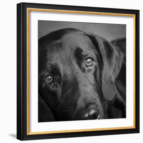 Portrait of a Labrador Great Dane Mixed Dog-Panoramic Images-Framed Photographic Print