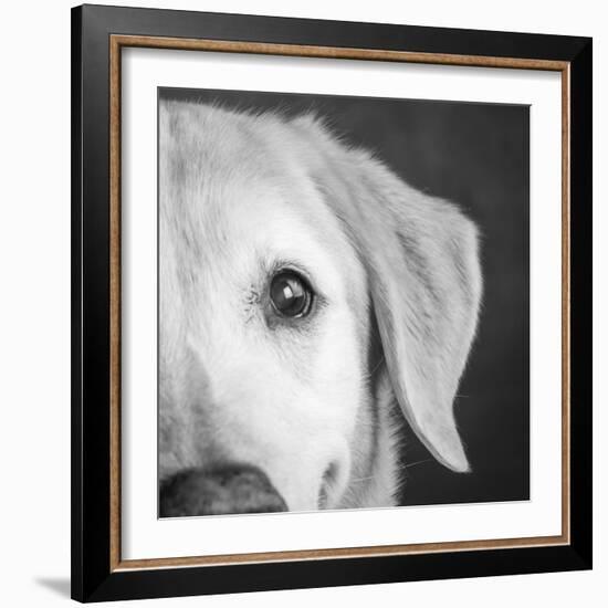 Portrait of a Labrador mixed dog-Panoramic Images-Framed Photographic Print