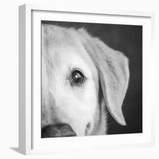 Portrait of a Labrador mixed dog-Panoramic Images-Framed Photographic Print