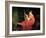 Portrait of a Lady-Briton Rivière-Framed Giclee Print