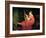 Portrait of a Lady-Briton Rivière-Framed Giclee Print