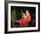 Portrait of a Lady-Briton Rivière-Framed Giclee Print