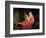 Portrait of a Lady-Briton Rivière-Framed Giclee Print