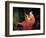 Portrait of a Lady-Briton Rivière-Framed Giclee Print