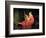 Portrait of a Lady-Briton Rivière-Framed Giclee Print