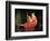 Portrait of a Lady-Briton Rivière-Framed Giclee Print