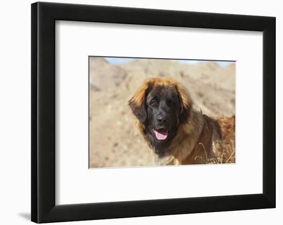 Portrait of a Leonberger-Zandria Muench Beraldo-Framed Photographic Print